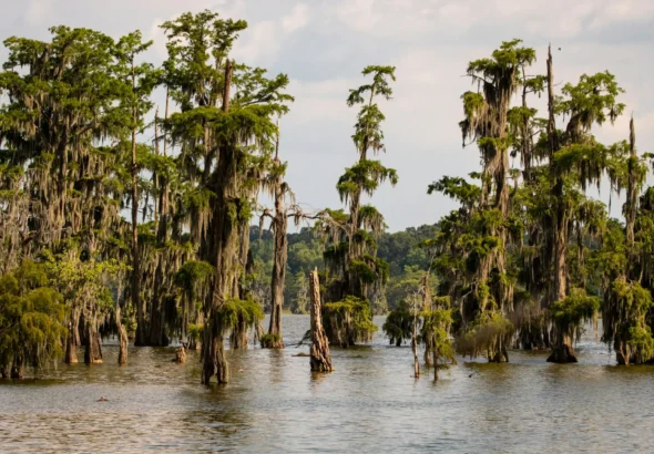 05_Lake_martin_Louisiana_big